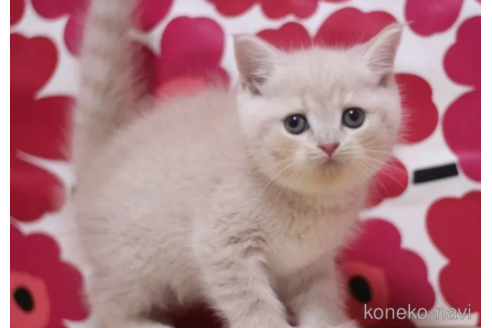 成約済の東京都のスコティッシュフォールド-100757の3枚目